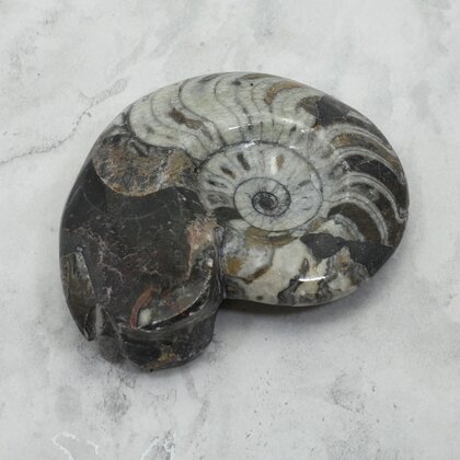 Polished Morrocan Goniatite ~9.6cm