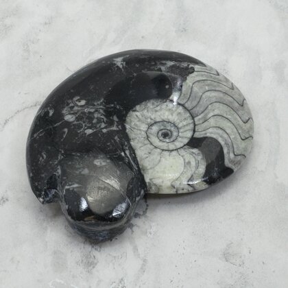 Polished Morrocan Goniatite ~9.9cm