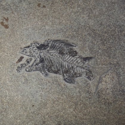 Priscacara Fish Fossil Plate ~26x21cms