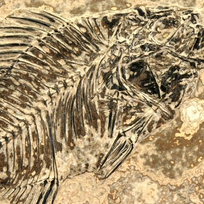 Fossil Fish Plate - Priscacara ~26 x 21cm