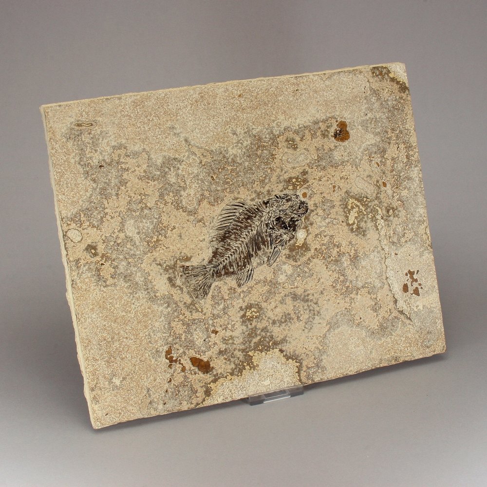 Priscacara Fish Fossil Plate ~26x21cms
