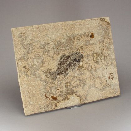 Fossil Fish Plate - Priscacara ~26 x 21cm