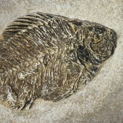 Fish Fossil Plate - Priscacara - 27cm