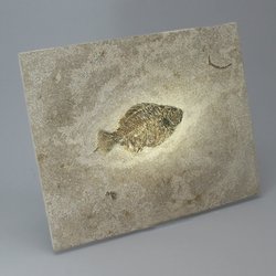 Priscacara Fish Fossil Plate - 27cm