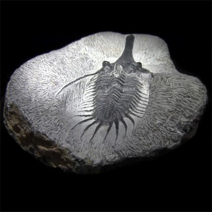 Psychopyge Elegans Fossil Trilobite - 110mm