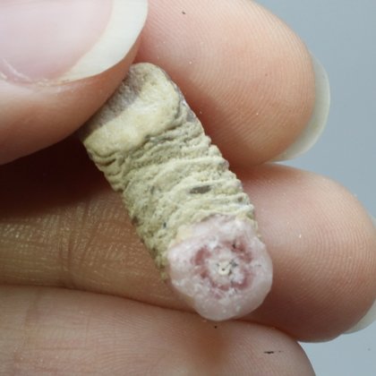 Rhodochrosite Stalagmite Stem ~21mm