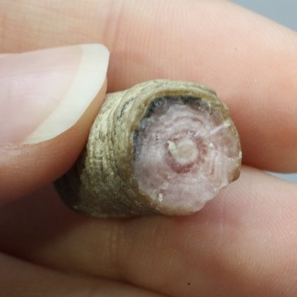Rhodochrosite Stalagmite Stem ~24mm