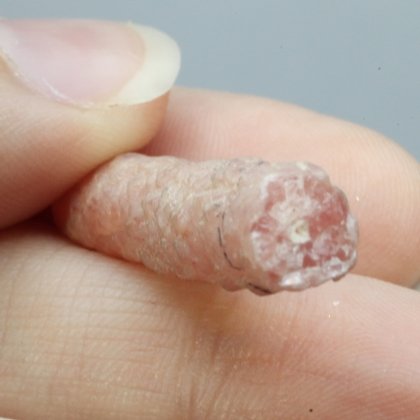 Rhodochrosite Stalagmite Stem ~29mm