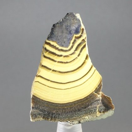 Schalenblende Polished Slice ~32mm