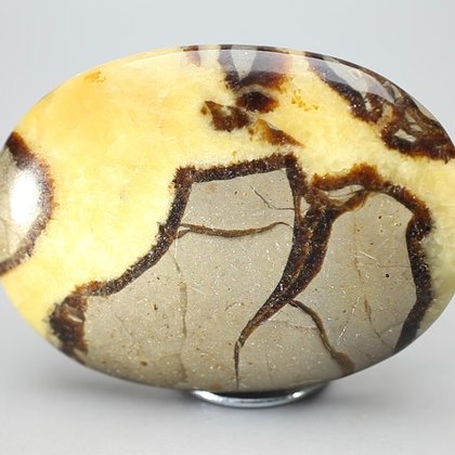 Septarian Palmstone (Extra Grade) ~70 x 50mm