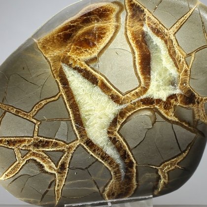 Septarian Polished Nodule ~12cm