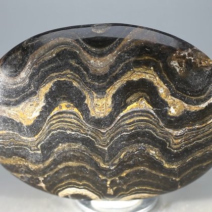 Stromatolite Palmstone (Extra Grade) ~70 x 50 mm