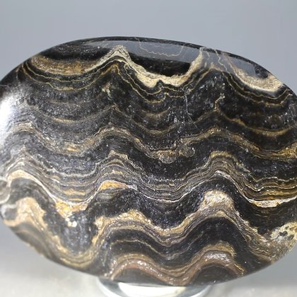 Stromatolite Palmstone (Extra Grade) ~70 x 50mm