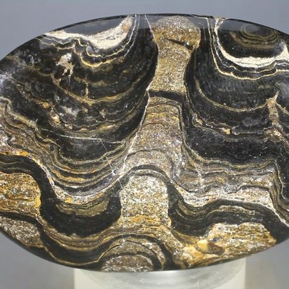 Stromatolite Palmstone (Extra Grade) ~70x50mm