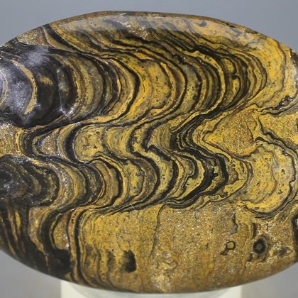 Stromatolite Palmstone (Extra Grade) ~70x50mm