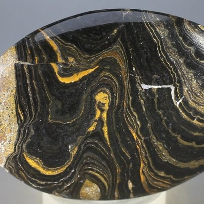 Stromatolite Palmstone (Extra Grade) ~70x50mm