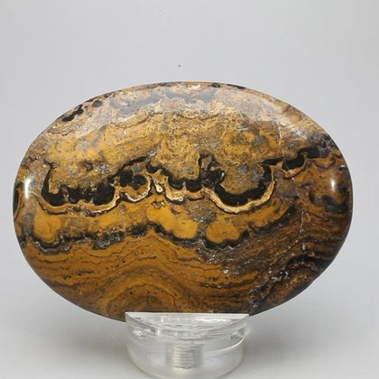 Stromatolite Palmstone (Extra Grade) ~70x50mm