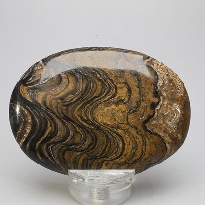 Stromatolite Palmstone (Extra Grade) ~70x50mm