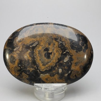 Stromatolite Palmstone (Extra Grade) ~70x50mm
