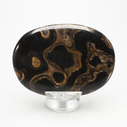 Stromatolite Palmstone (Extra Grade) ~70x50mm