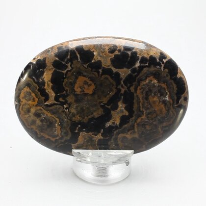 Stromatolite Palmstone (Extra Grade) ~70x50mm