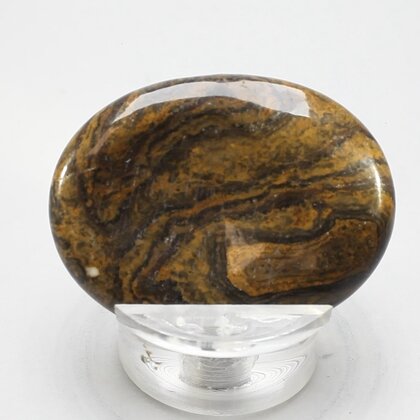 Stromatolite Thumbstone ~40x30mm