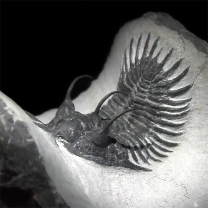 Walliserops Trifurcatus Fossil Trilobite - 50mm