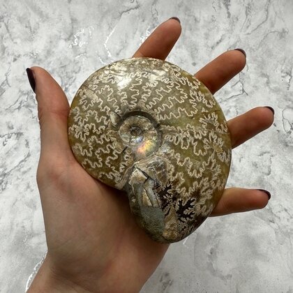 Whole Polished Ammonite (with iridescent Ammolite) ~10.7cm