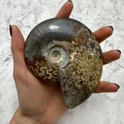 Whole Polished Ammonite (with iridescent Ammolite) ~11.7cm