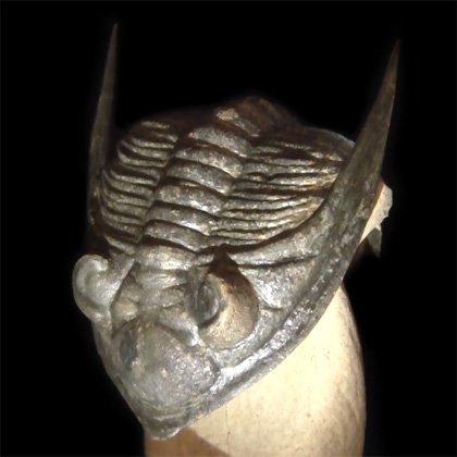 Zlichovaspis Rugosa Fossil Trilobite - 50mm